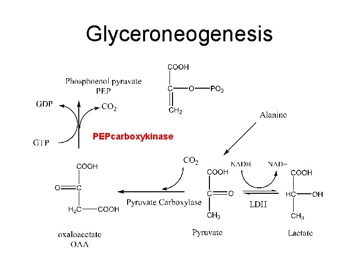 Glyceroneogenesis PEPcarboxykinase 