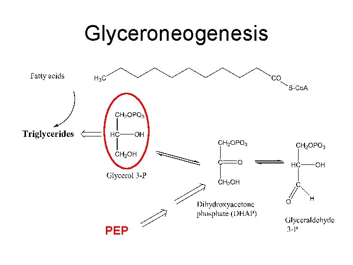 Glyceroneogenesis PEP 