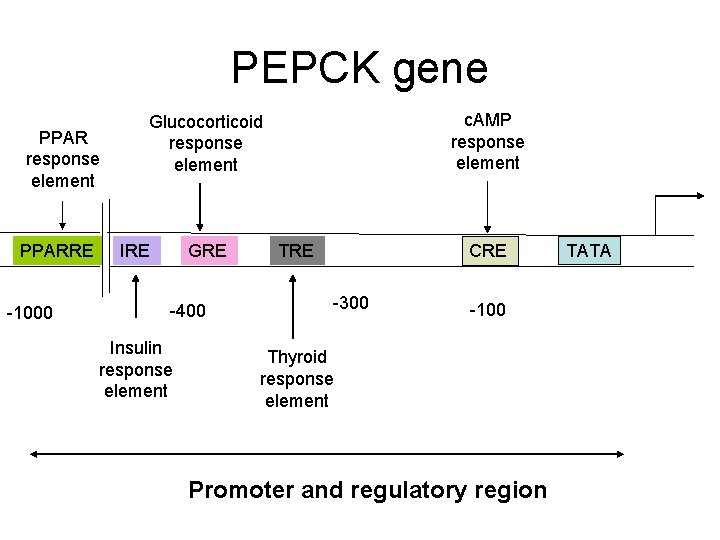 PEPCK gene PPAR response element PPARRE -1000 c. AMP response element Glucocorticoid response element