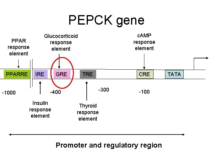 PEPCK gene PPAR response element PPARRE -1000 c. AMP response element Glucocorticoid response element