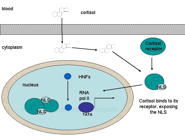 blood cortisol Cortisol receptor cytoplasm HNFs nucleus NLS NLS RNA pol II TATA Cortisol