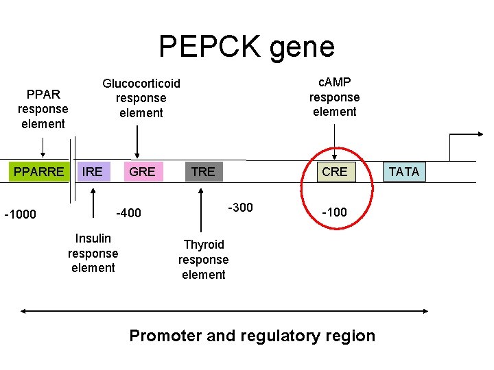 PEPCK gene PPAR response element PPARRE -1000 c. AMP response element Glucocorticoid response element