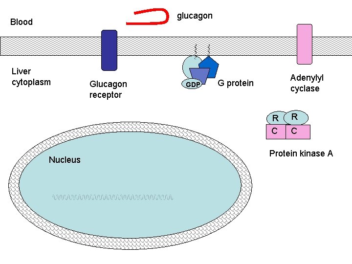 glucagon Blood Liver cytoplasm Glucagon receptor GDP Adenylyl cyclase G protein R C Nucleus