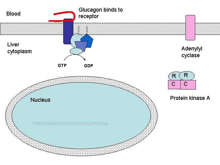 Glucagon binds to receptor Blood Liver cytoplasm Adenylyl cyclase GTP GDP R C Nucleus