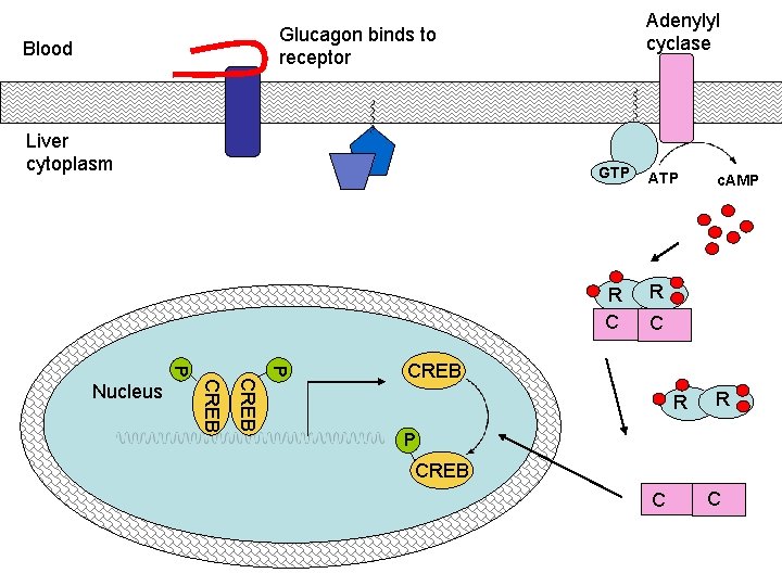 Adenylyl cyclase Glucagon binds to receptor Blood Liver cytoplasm GTP R C P P