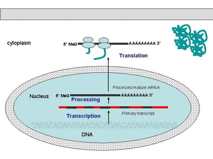 cytoplasm AAAAA 3’ 5’ Me. G Translation Processed mature m. RNA Nucleus 5’ Me.