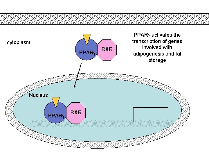 cytoplasm PPARg Nucleus PPARg RXR PPARg activates the transcription of genes involved with adipogenesis