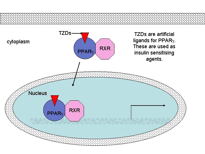 TZDs cytoplasm PPARg Nucleus PPARg RXR TZDs are artificial ligands for PPARg. These are