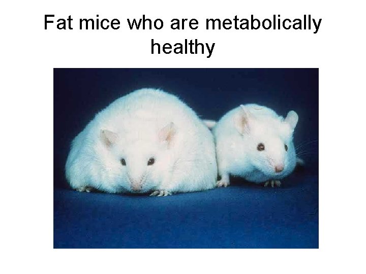 Fat mice who are metabolically healthy 