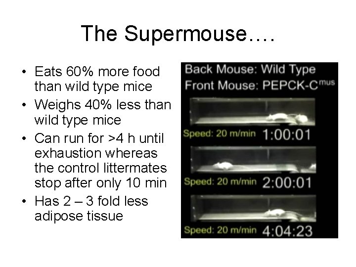 The Supermouse…. • Eats 60% more food than wild type mice • Weighs 40%