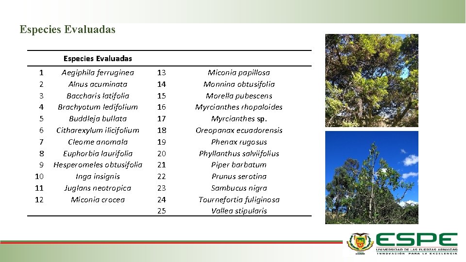Especies Evaluadas 1 2 3 4 5 6 7 8 9 10 11 12 Especies Evaluadas 1 2 3 4 5 6 7 8 9 10 11 12