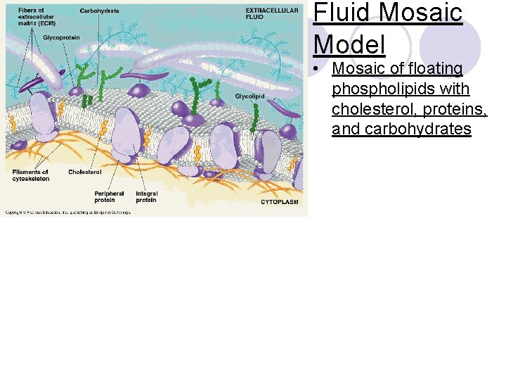 Fluid Mosaic Model • Mosaic of floating phospholipids with cholesterol, proteins, and carbohydrates 