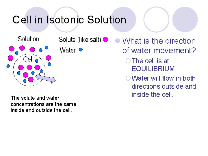 Cell in Isotonic Solution l What is the direction of water movement? The solute