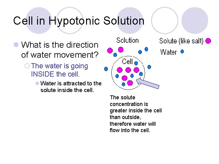 Cell in Hypotonic Solution l What is the direction of water movement? ¡ The