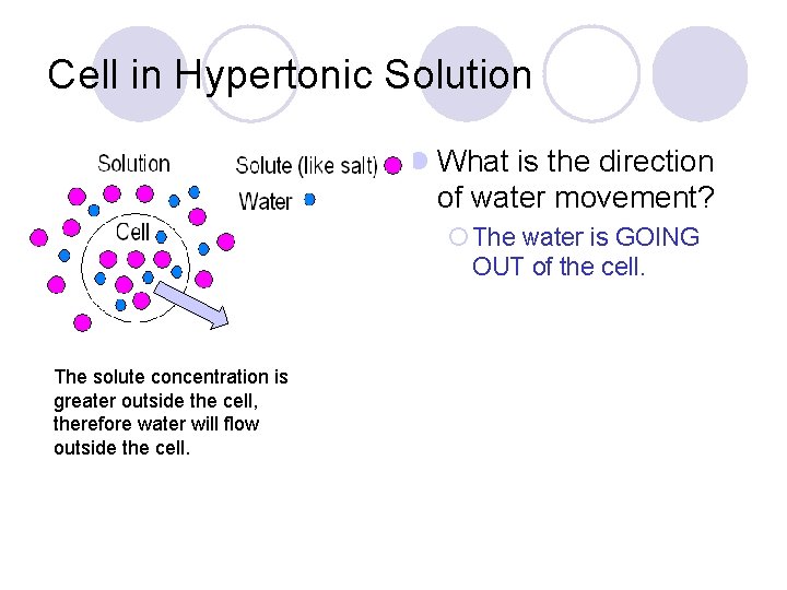Cell in Hypertonic Solution l What is the direction of water movement? ¡ The