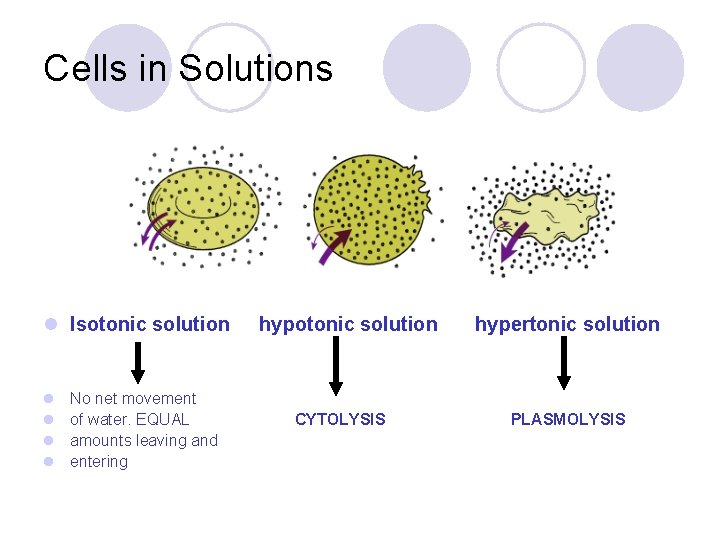 Cells in Solutions l Isotonic solution l l No net movement of water. EQUAL