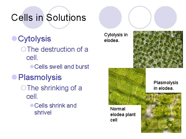 Cells in Solutions l Cytolysis in elodea. ¡The destruction of a cell. l. Cells