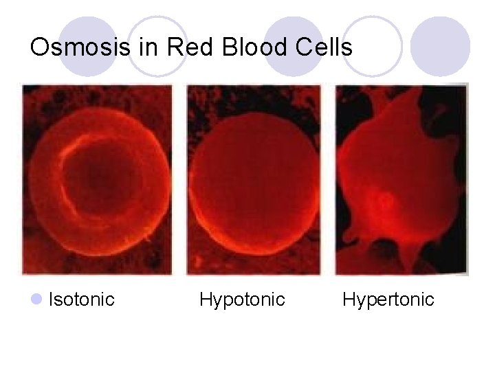 Osmosis in Red Blood Cells l Isotonic Hypertonic 