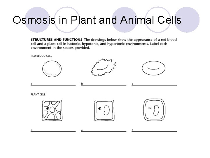 Osmosis in Plant and Animal Cells 