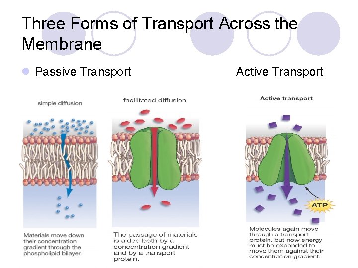Three Forms of Transport Across the Membrane l Passive Transport Active Transport 