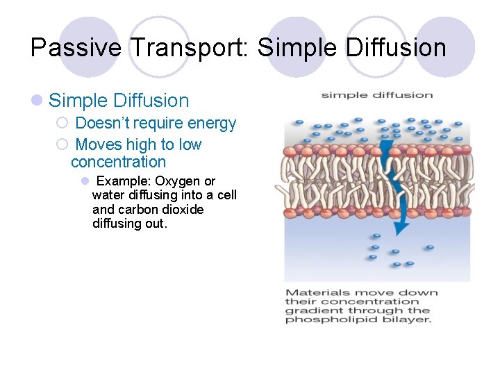Passive Transport: Simple Diffusion l Simple Diffusion ¡ Doesn’t require energy ¡ Moves high