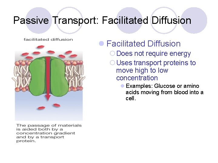 Passive Transport: Facilitated Diffusion l Facilitated Diffusion ¡ Does not require energy ¡ Uses