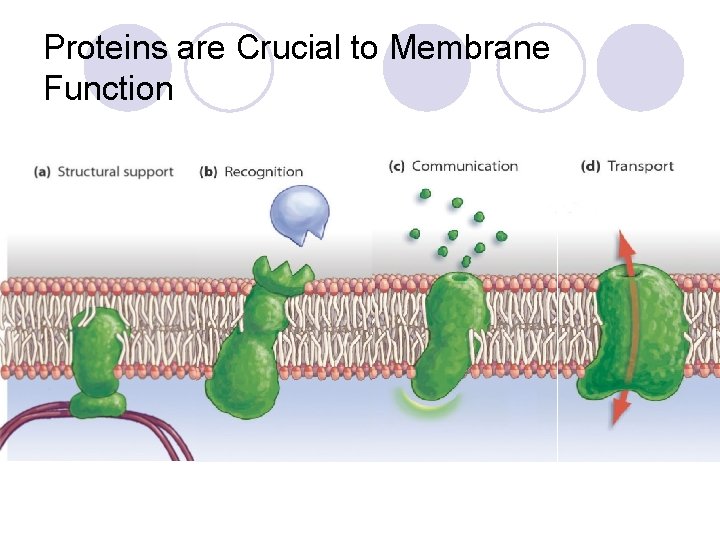 Proteins are Crucial to Membrane Function 