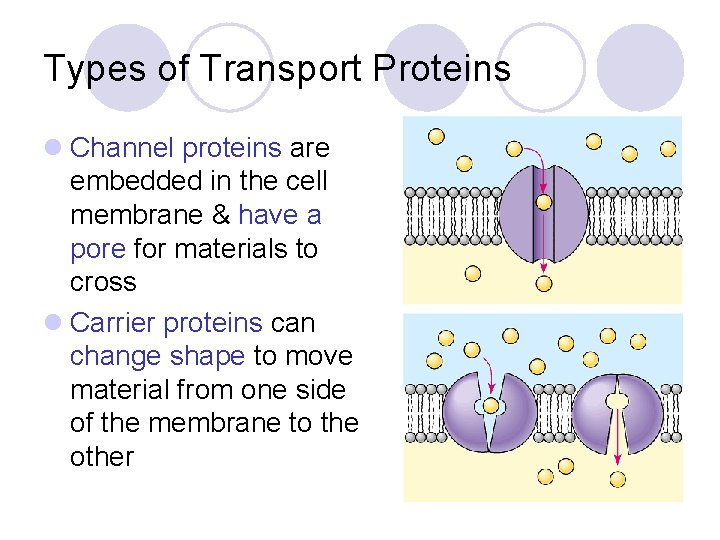 Types of Transport Proteins l Channel proteins are embedded in the cell membrane &