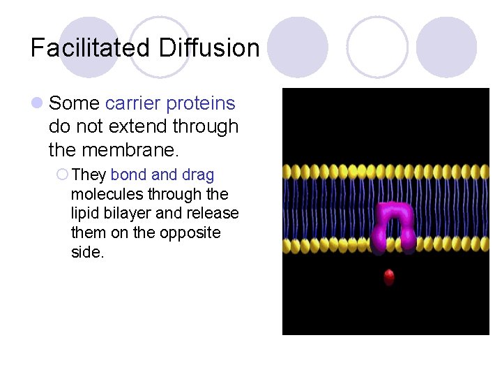 Facilitated Diffusion l Some carrier proteins do not extend through the membrane. ¡ They