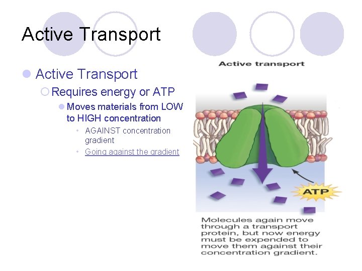 Active Transport l Active Transport ¡ Requires energy or ATP l Moves materials from