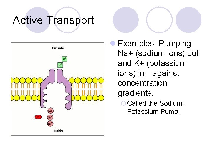 Active Transport l Examples: Pumping Na+ (sodium ions) out and K+ (potassium ions) in—against
