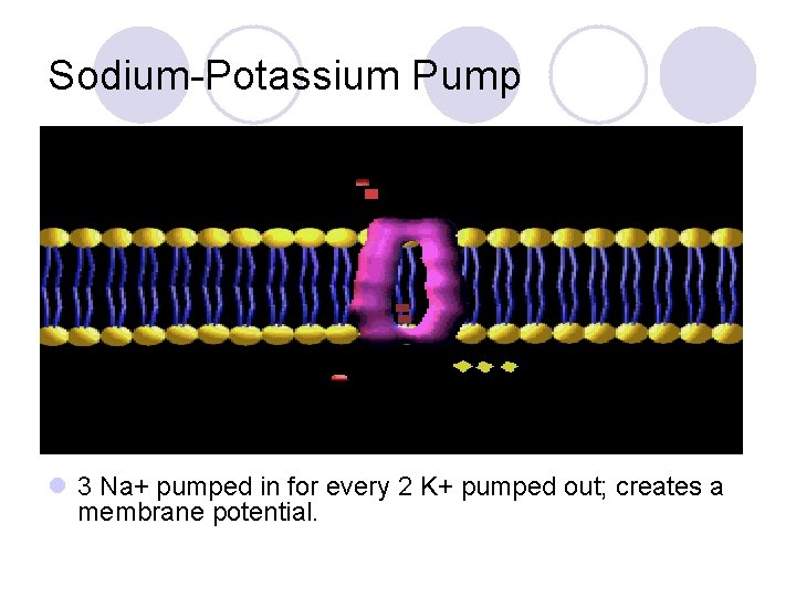 Sodium-Potassium Pump l 3 Na+ pumped in for every 2 K+ pumped out; creates