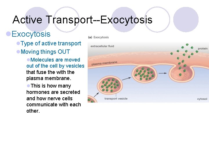 Active Transport--Exocytosis l. Type of active transport l. Moving things OUT l. Molecules are
