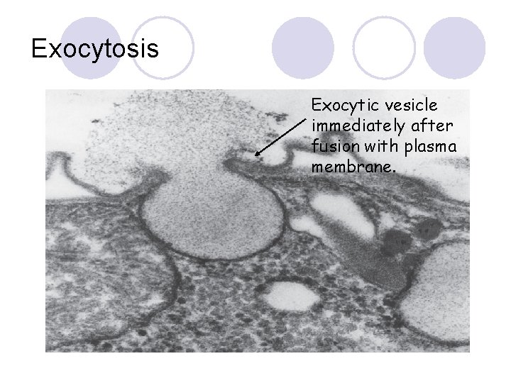 Exocytosis Exocytic vesicle immediately after fusion with plasma membrane. 