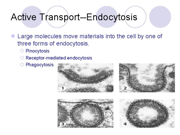 Active Transport--Endocytosis l Large molecules move materials into the cell by one of three
