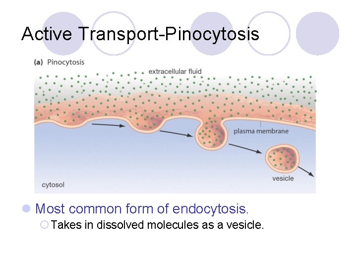 Active Transport-Pinocytosis l Most common form of endocytosis. ¡ Takes in dissolved molecules as