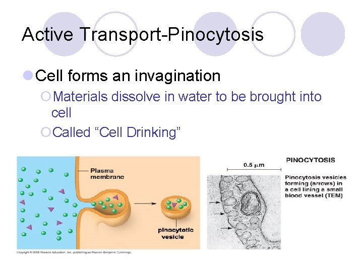 Active Transport-Pinocytosis l Cell forms an invagination ¡Materials dissolve in water to be brought