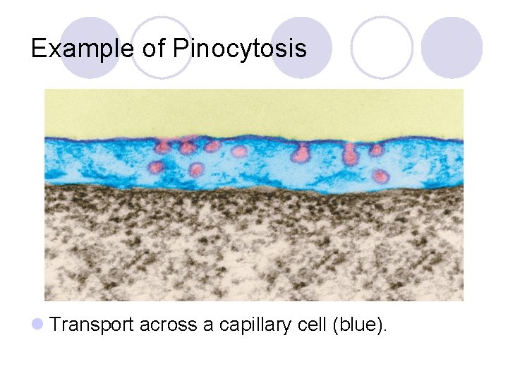 Example of Pinocytosis l Transport across a capillary cell (blue). 