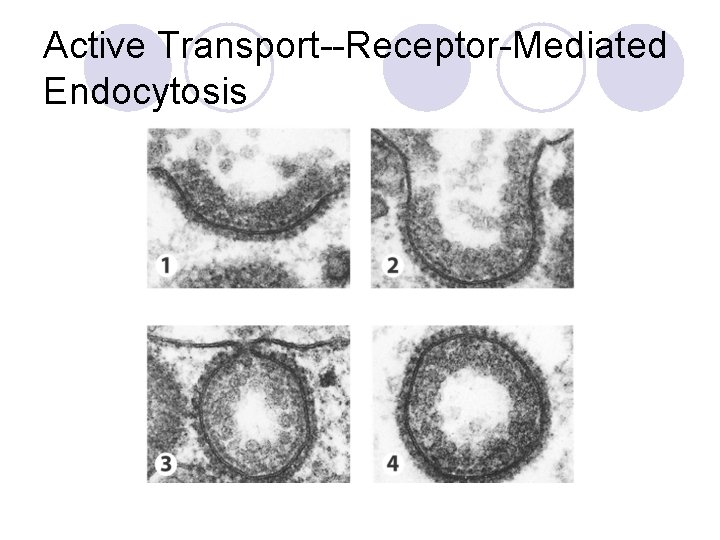 Active Transport--Receptor-Mediated Endocytosis 