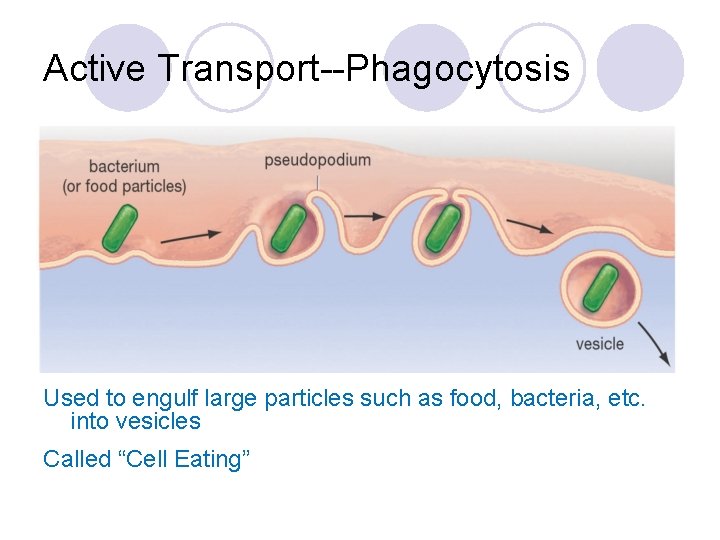 Active Transport--Phagocytosis Used to engulf large particles such as food, bacteria, etc. into vesicles