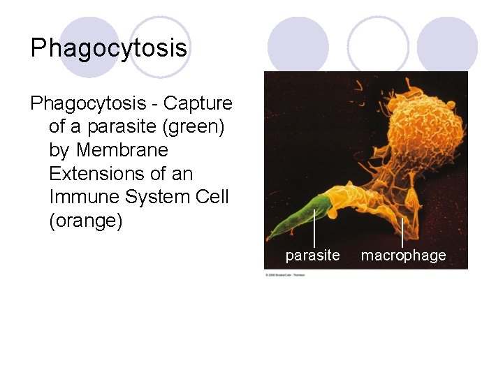 Phagocytosis - Capture of a parasite (green) by Membrane Extensions of an Immune System