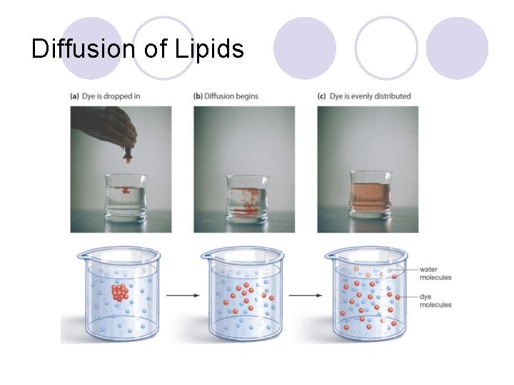 Diffusion of Lipids 