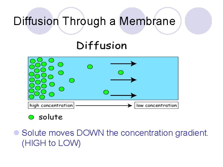 Diffusion Through a Membrane l Solute moves DOWN the concentration gradient. (HIGH to LOW)