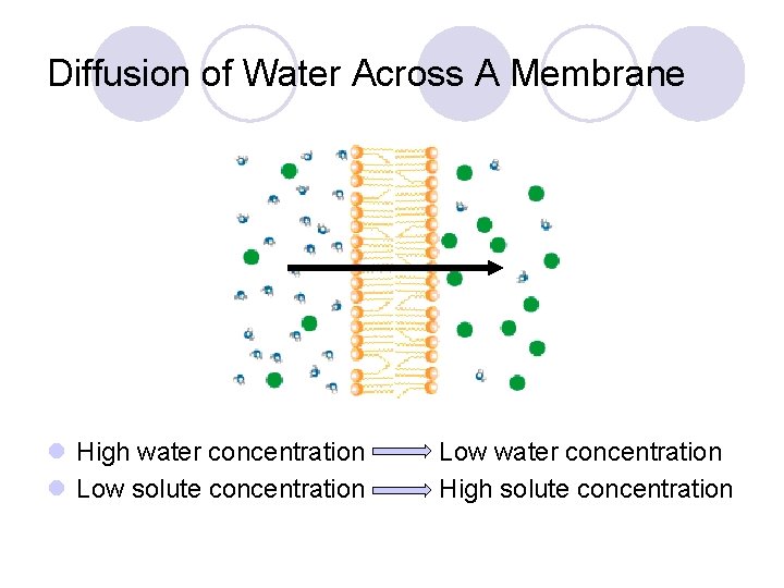 Diffusion of Water Across A Membrane l High water concentration l Low solute concentration