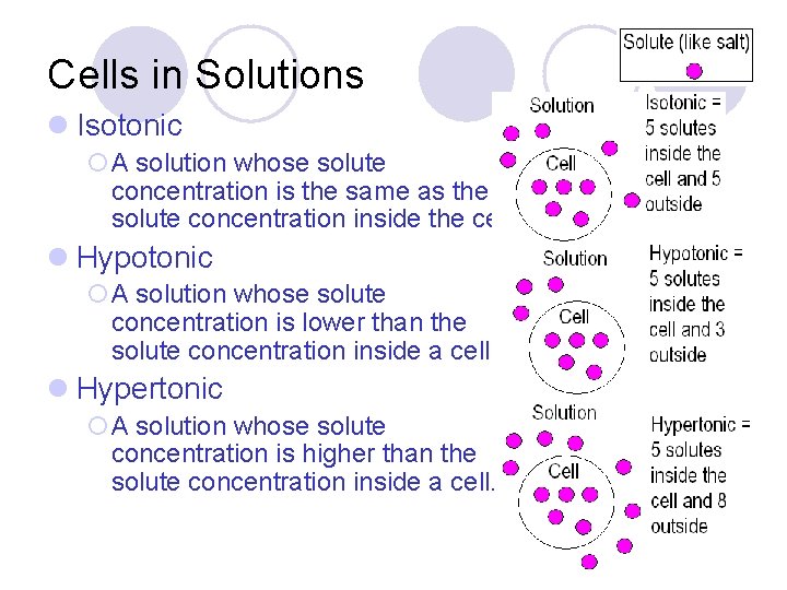 Cells in Solutions l Isotonic ¡A solution whose solute concentration is the same as