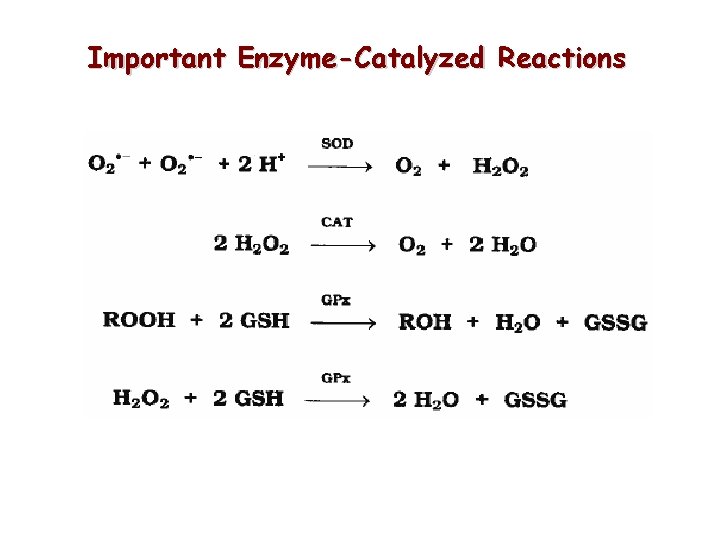 Important Enzyme-Catalyzed Reactions Important Enzyme-Catalyzed Reactions