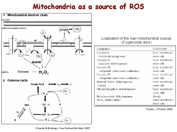 Mitochondria as a source of ROS Mitochondrial electron chain Localization of the main mitochondrial Mitochondria as a source of ROS Mitochondrial electron chain Localization of the main mitochondrial