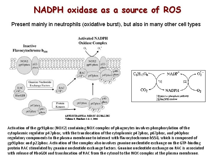 NADPH oxidase as a source of ROS Present mainly in neutrophils (oxidative burst), but NADPH oxidase as a source of ROS Present mainly in neutrophils (oxidative burst), but