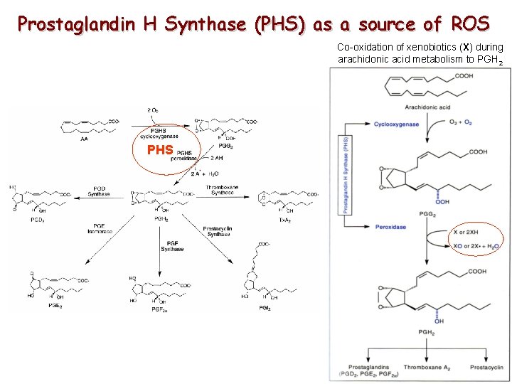 Prostaglandin H Synthase (PHS) as a source of ROS Co-oxidation of xenobiotics (X) during Prostaglandin H Synthase (PHS) as a source of ROS Co-oxidation of xenobiotics (X) during