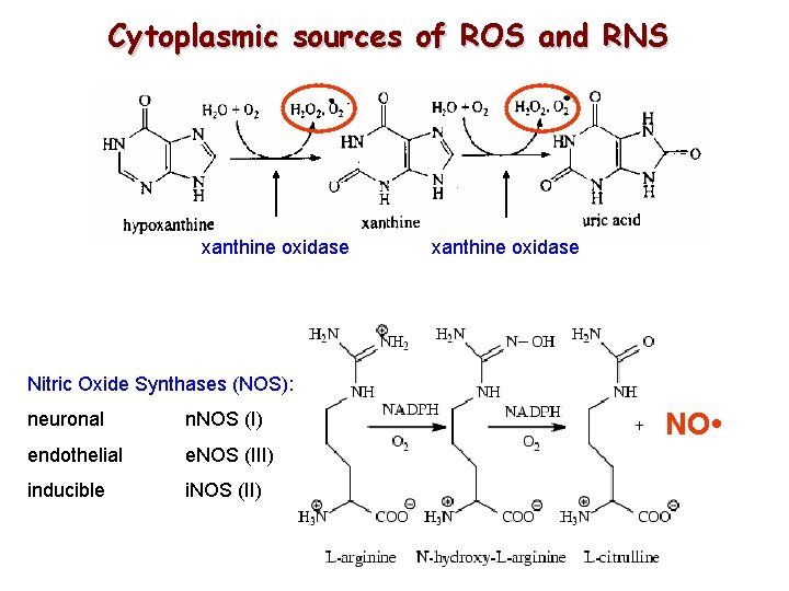 Cytoplasmic sources of ROS and RNS xanthine oxidase Nitric Oxide Synthases (NOS): neuronal n. Cytoplasmic sources of ROS and RNS xanthine oxidase Nitric Oxide Synthases (NOS): neuronal n.